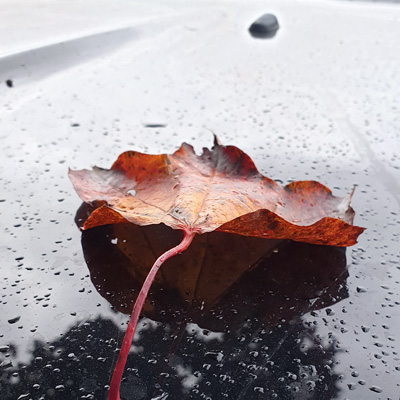 Herbstlaub auf Ihrem Fahrzeug